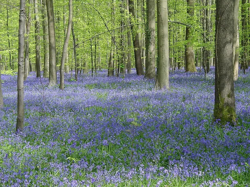 #9 Hallerbos (Blue Forest), Belgium — Top 10 Most Beautiful Forests in the World to Visit in 2026