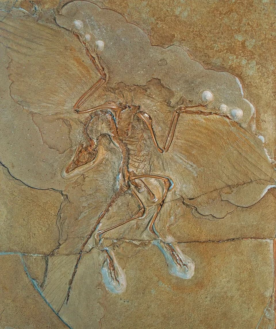 #2 Archaeopteryx (1861) — Top 10 Best Dinosaur Discoveries