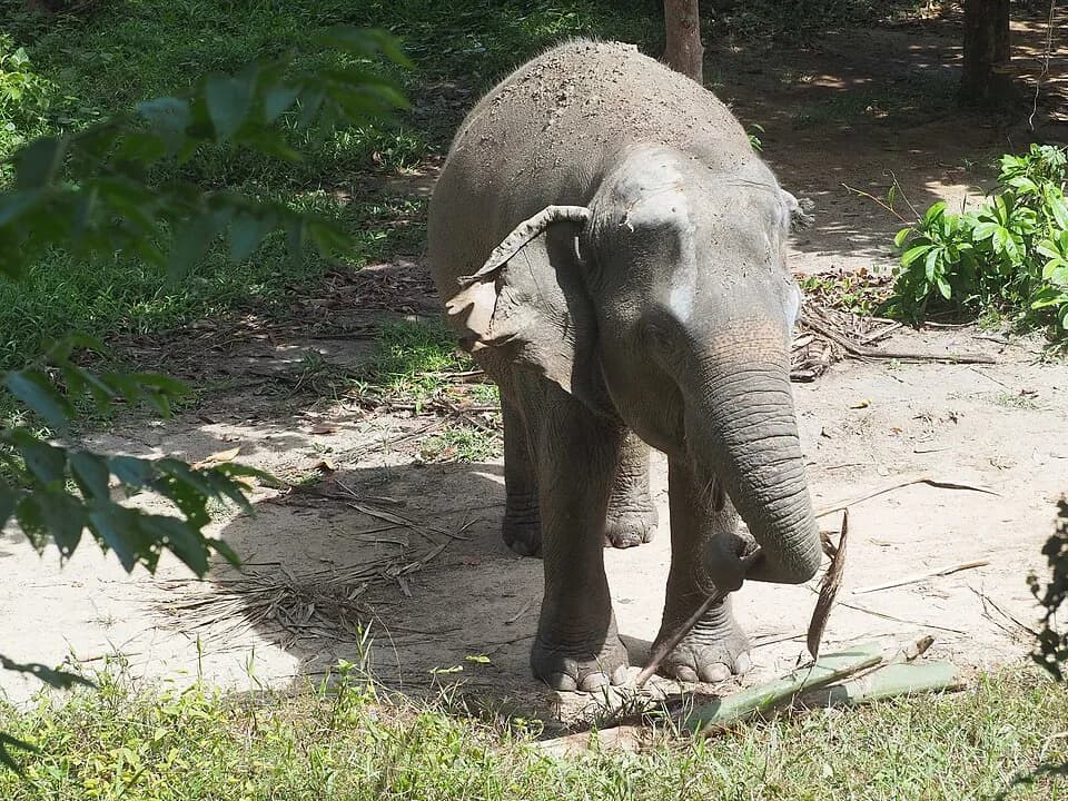 #6 Phuket Elephant Sanctuary — Top 10 Phuket Experiences in 2026