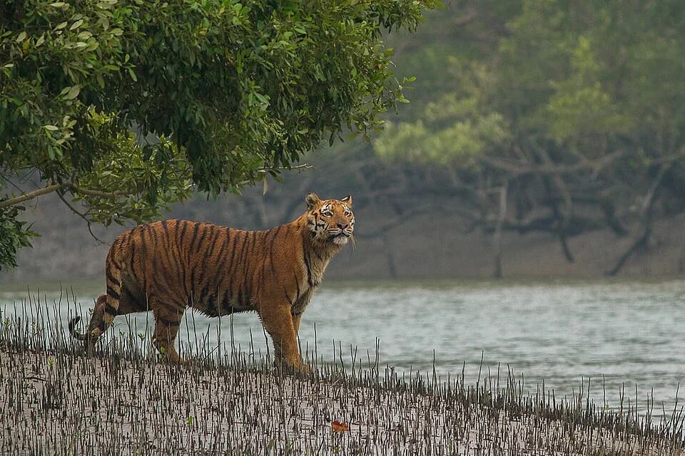 #7 Sundarbans National Park — Top 10 Wildlife Sanctuaries in India 2026