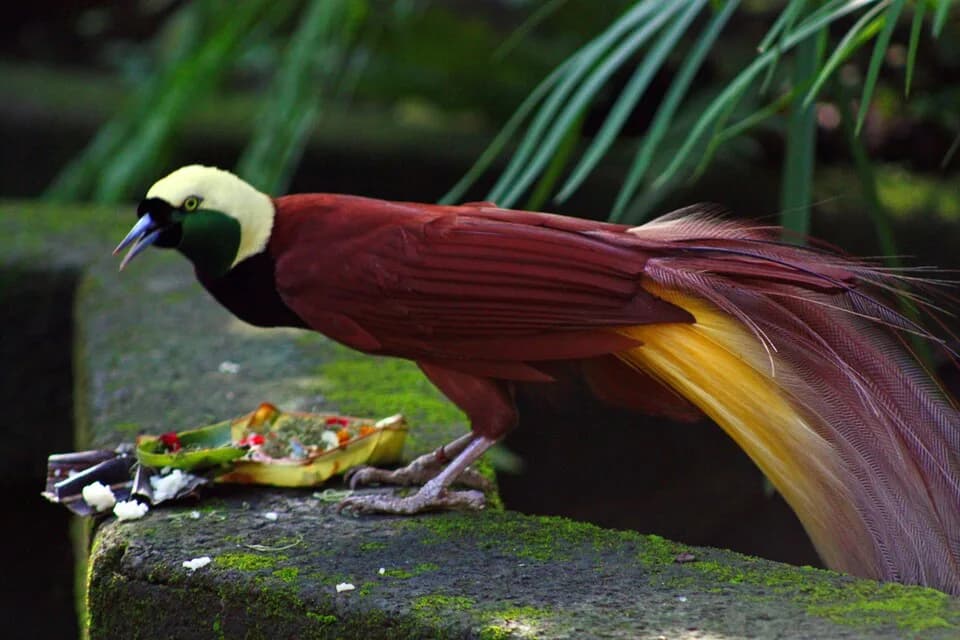 #9 Birds of Paradise — 10 Iconic Indonesian Wildlife Encounters You Must See (Komodo, Orangutans, Raja Ampat)