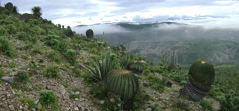 #7 Reserva de la Biosfera Tehuacán-Cuicatlán — Top 10 Mexican Biodiversity Hotspots