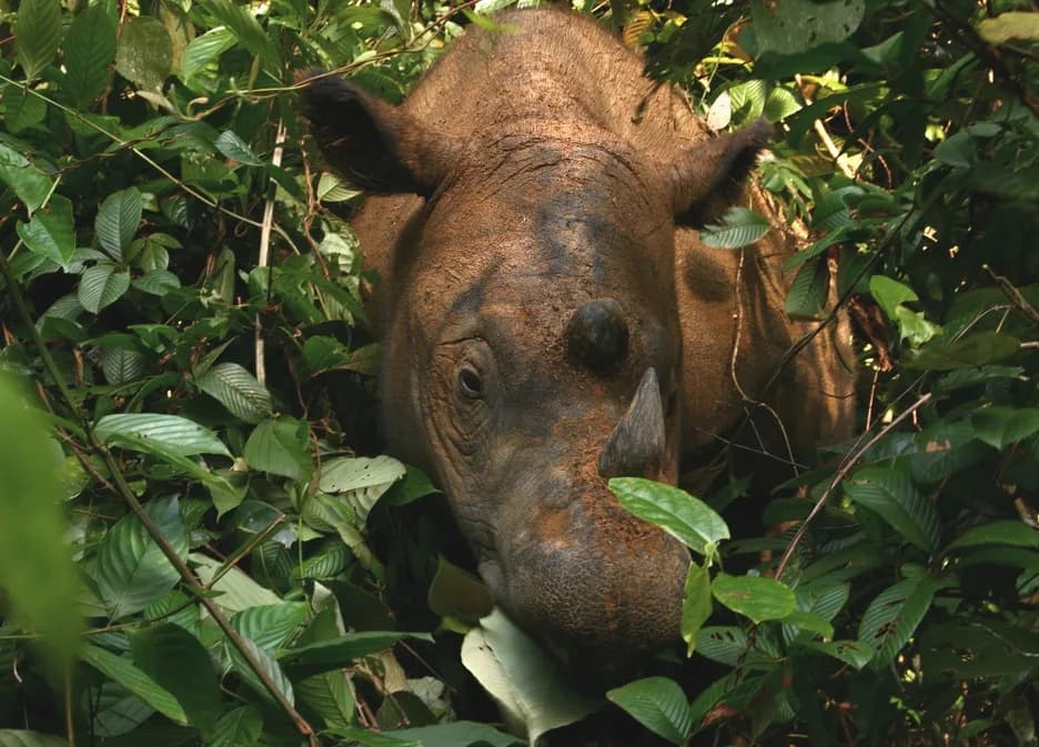 #6 Way Kambas National Park — Top 10 Indonesian National Parks in 2026
