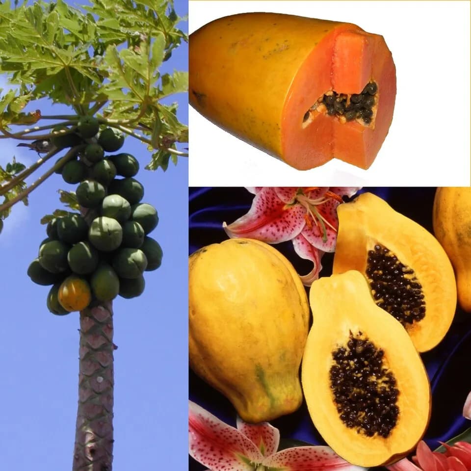 #8 Papaya (Malakor) — Top 10 Thai Fruits You Must Try in 2026