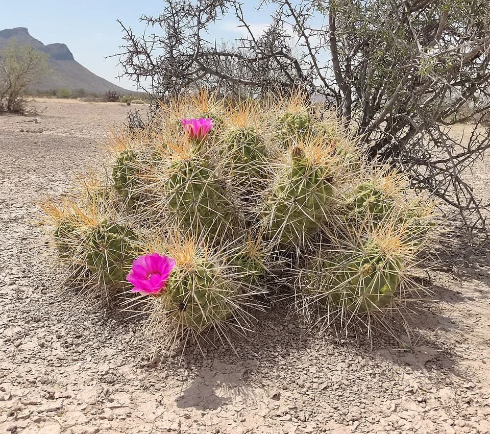 #10 Mapimí Biosphere Reserve (Zone of Silence) — Top 10 Mexican Biodiversity Hotspots