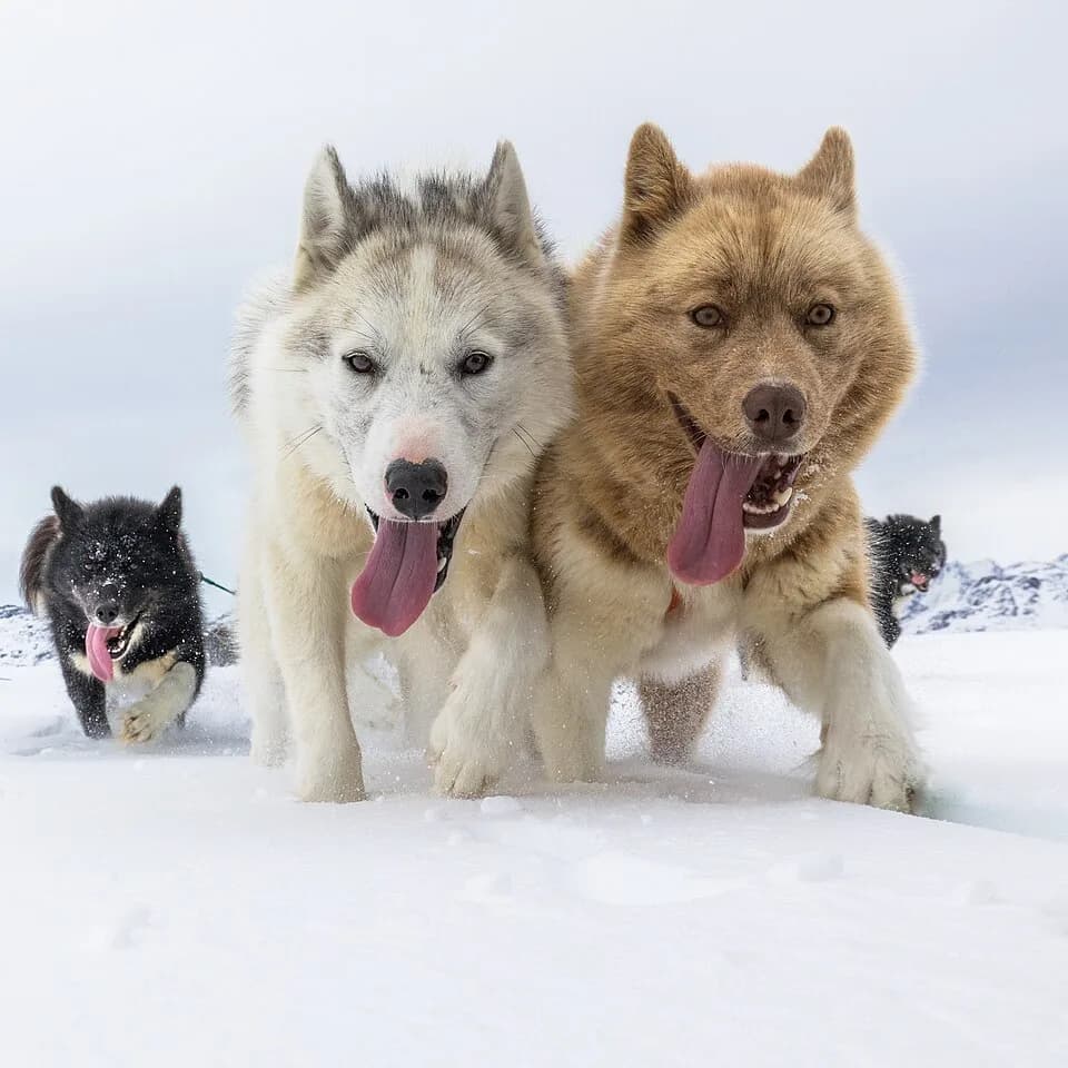 #4 Dog — Top 10 Most Dangerous Animals in the World — That Kill the Most Humans Each Year