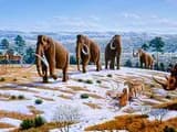 #3 Late Devonian Extinction (375-359 million years ago) — Top 10 Worst Extinction Events in History