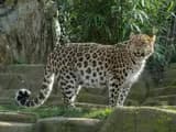 #3 Northeast China Tiger & Leopard National Park — Top 10 China National Parks & Nature Reserves