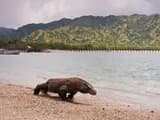 #1 Komodo National Park — Top 10 Indonesian National Parks in 2026