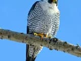 #1 Peregrine Falcon — The Fastest Animals on Earth
