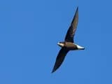 #3 White-throated Needletail — The Fastest Animals on Earth