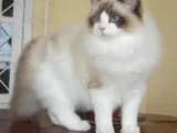 #1 Ragdoll — Top 10 Cat Breeds That Actually Like People
