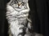 #2 Maine Coon — Top 10 Cat Breeds That Actually Like People