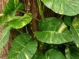 #1 Pothos (Epipremnum aureum) — Top 10 Houseplants That Are Almost Impossible to Kill