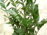 #3 ZZ Plant (Zamioculcas zamiifolia) — Top 10 Houseplants That Are Almost Impossible to Kill