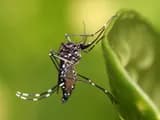 #1 Mosquito — Top 10 Most Dangerous Animals in the World — That Kill the Most Humans Each Year