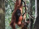 #1 Sumatran Orangutan — Top 10 Endangered Species We Could Still Save in 2026
