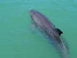 #3 Vaquita Porpoise — Top 10 Endangered Species We Could Still Save in 2026