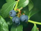 #1 Blueberries — Top 10 Foods Science Proves Fight Disease and Add Years to Your Life