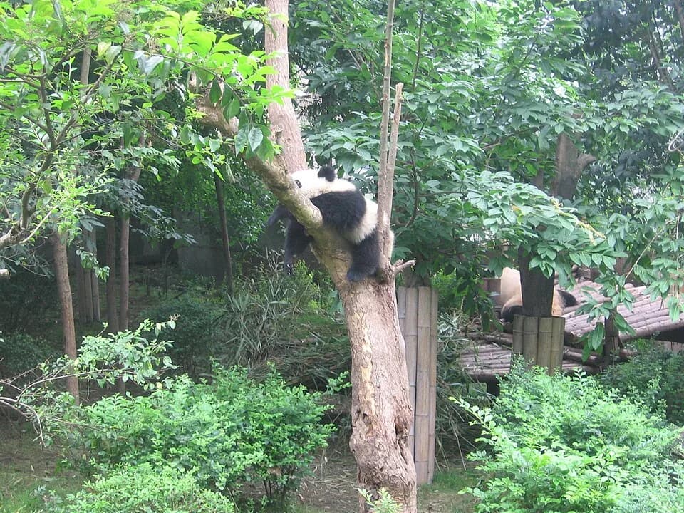 #2 Giant Panda National Park, Sichuan — Top 10 China National Parks & Nature Reserves