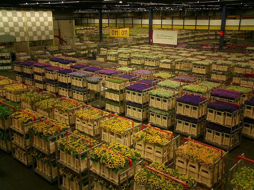#3 Aalsmeer Flower Auction — Top 10 Tulip & Flower Experiences in the Netherlands 2026