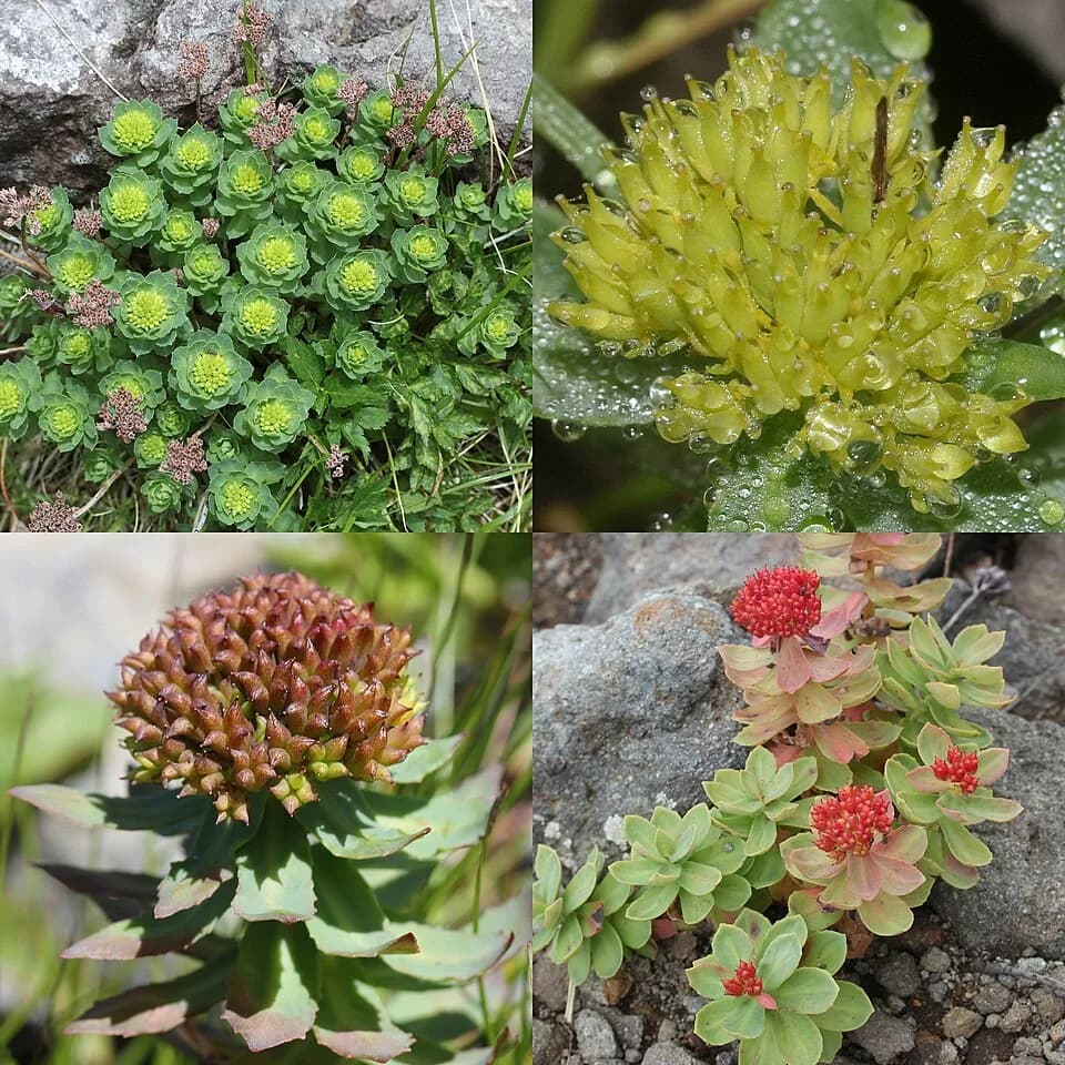 Rhodiola Rosea