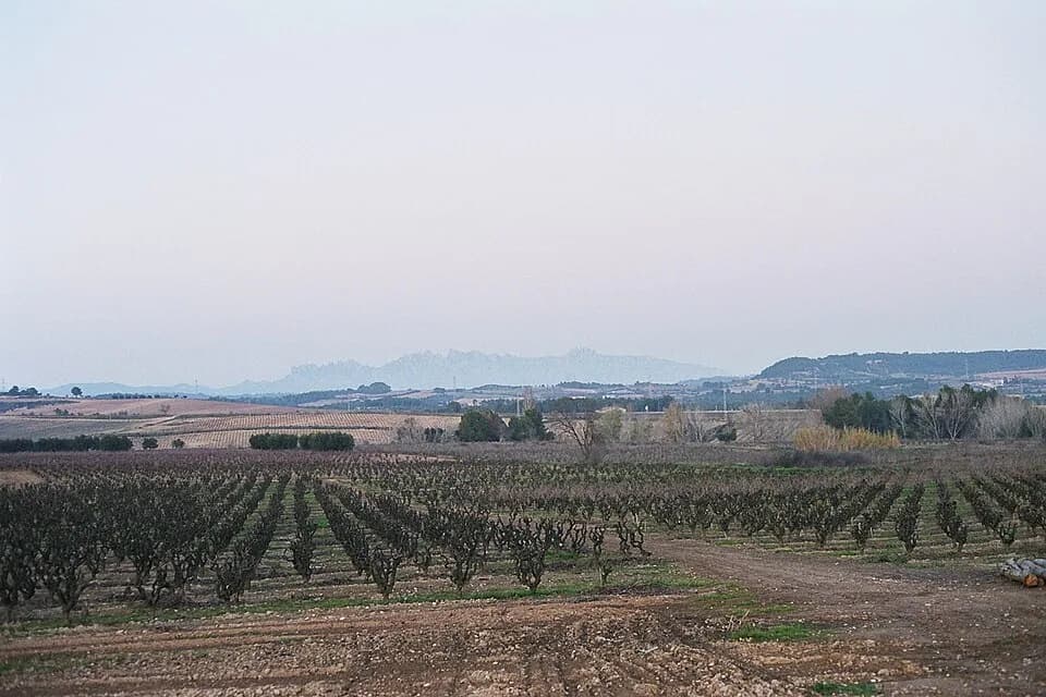 Penedes