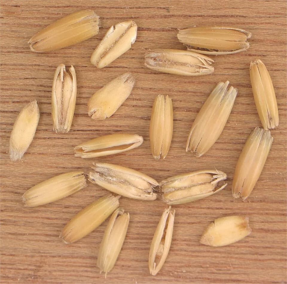 #8 Oats — Top 10 Fibermaxxing Foods for Gut Health in 2026 — High-Fiber Diet Guide