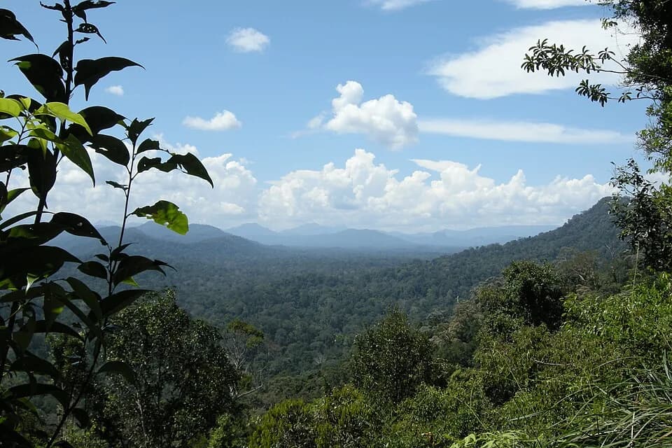 #1 Taman Negara National Park — Explore Malaysia's Wild Side: The Top 10 National Parks for Adventure & Nature Lovers