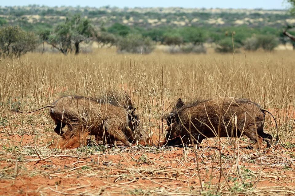 Tswalu Kalahari Reserve