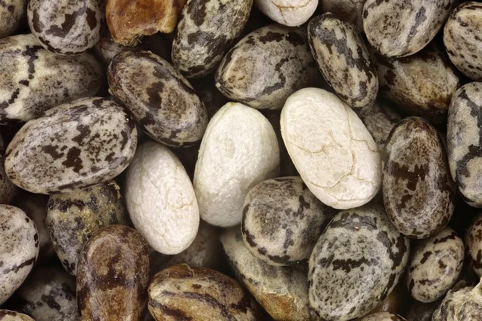 #1 Chia Seeds — Top 10 Fibermaxxing Foods for Gut Health in 2026 — High-Fiber Diet Guide