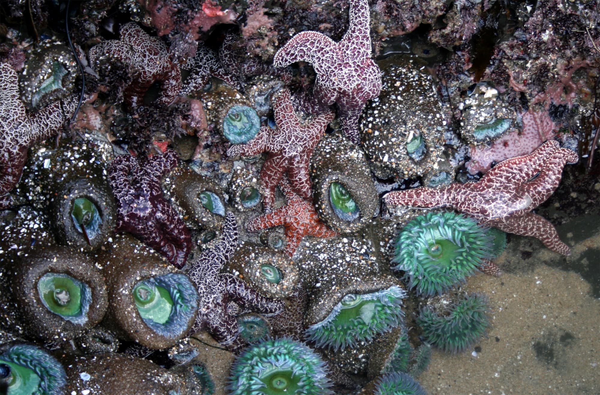 Top 10 Best Marine Biology Discoveries