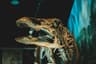 Top 10 Best Dinosaur Discoveries