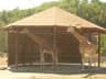 Top 10 Best Wildlife Safari Destinations