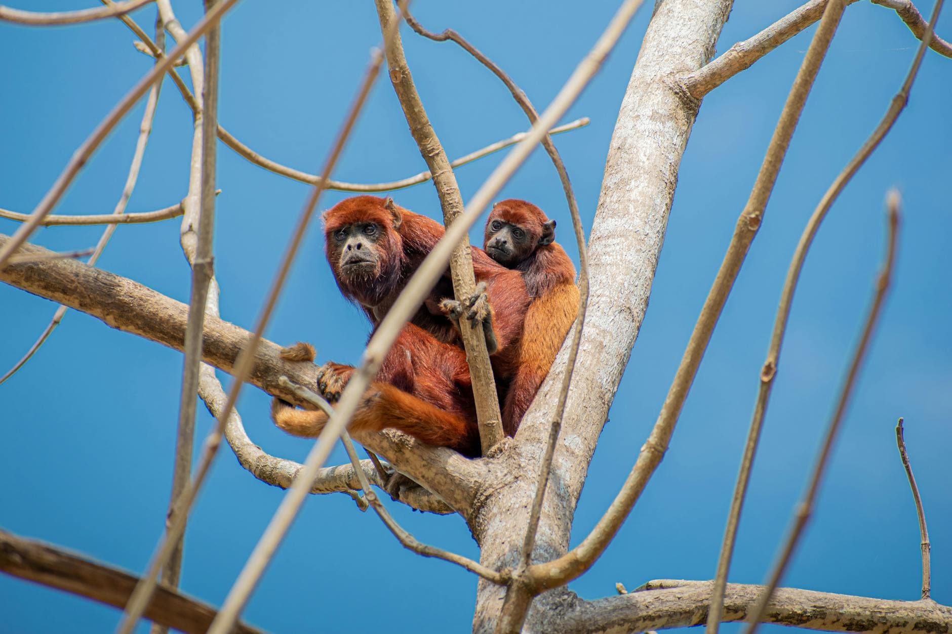 Top 10 Worst Deforestation Hotspots