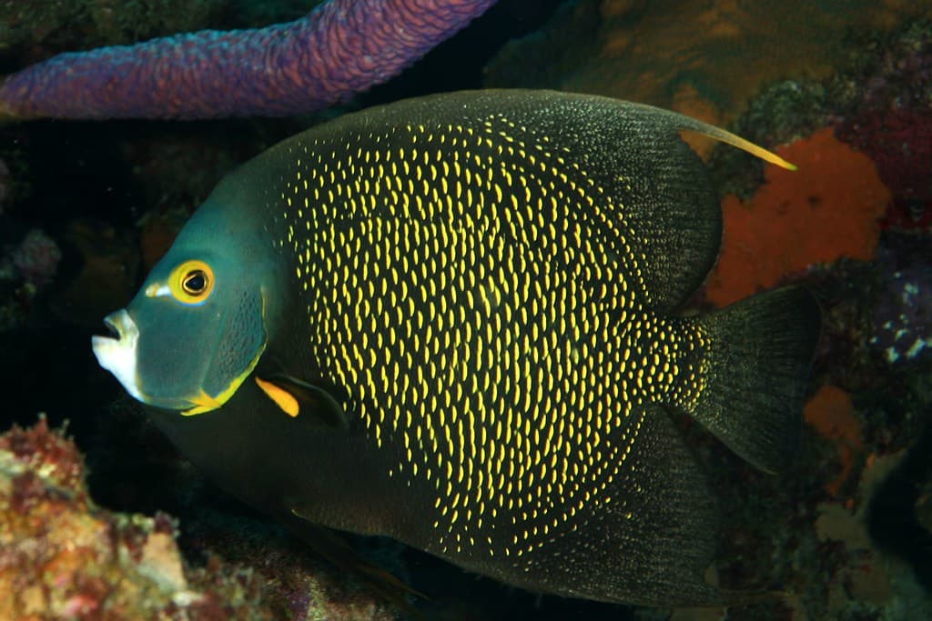 Top 10 Most Beautiful Coral Reefs — Nature Top 10 List