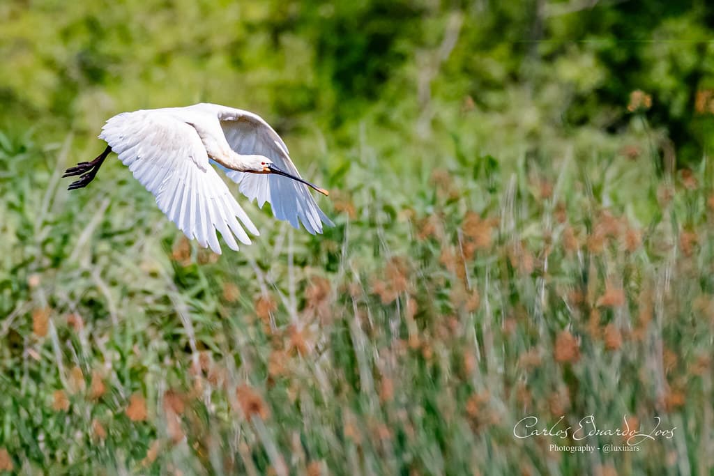 Top 10 Best Birdwatching Destinations