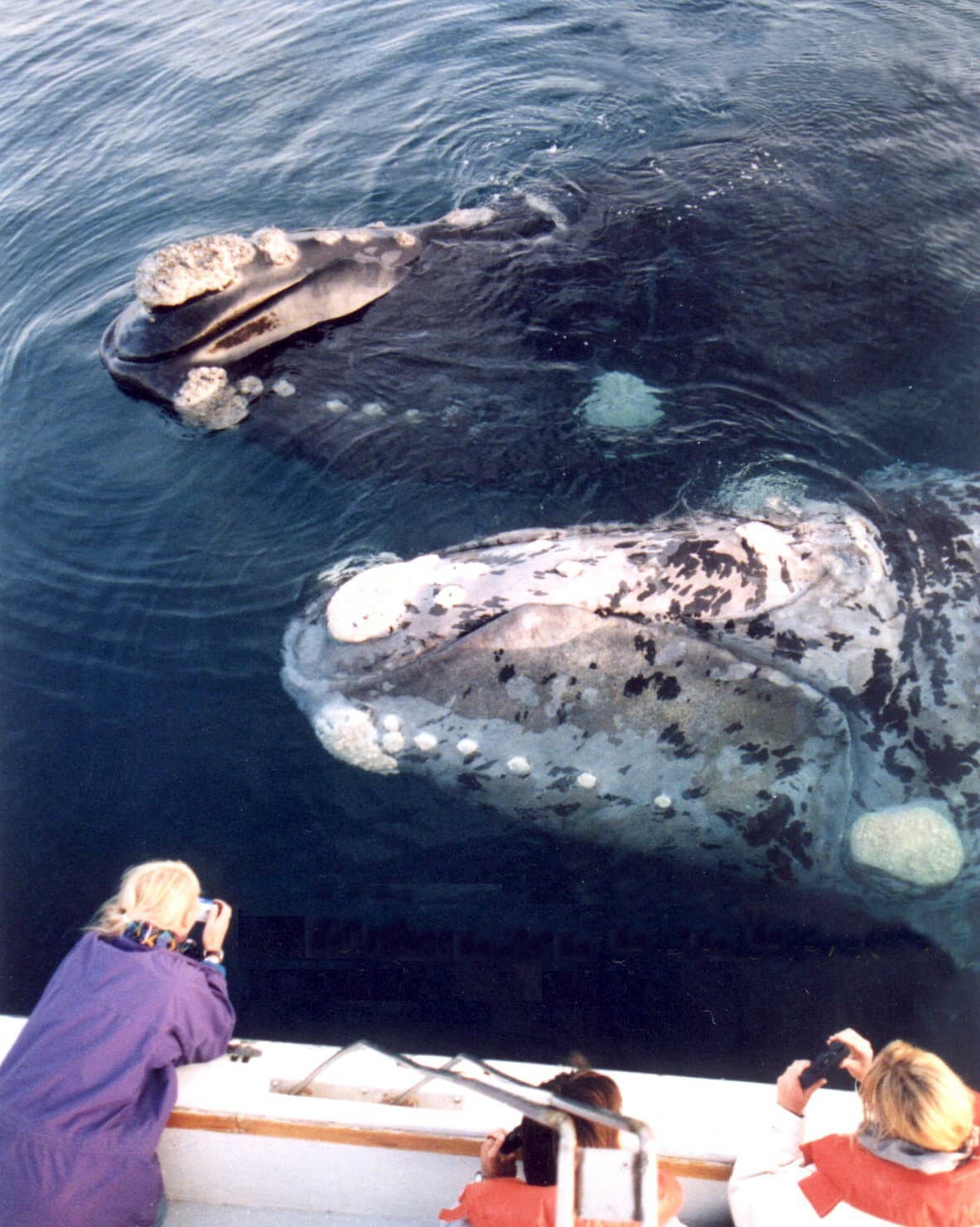 Top 10 Best Whale Watching Spots 2026