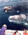 Top 10 Best Whale Watching Spots 2026