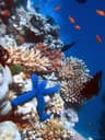 Top 10 Best Diving Ecosystems