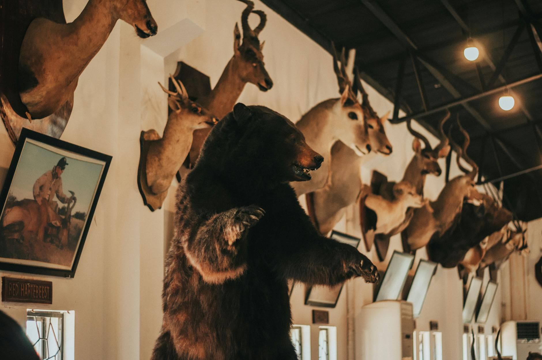 Top 10 Trophy Hunting Controversies and Debates — Nature Top 10 List