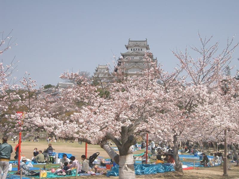 Top 10 Cherry Blossom Spots in Japan 2026