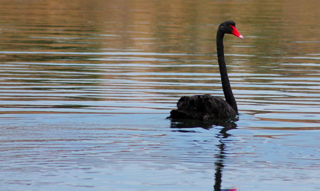 Top 10 Wildlife Experiences in Australia 2026