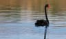 Top 10 Wildlife Experiences in Australia 2026