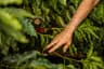 Top 10 Coffee Farms in Brazil 2026