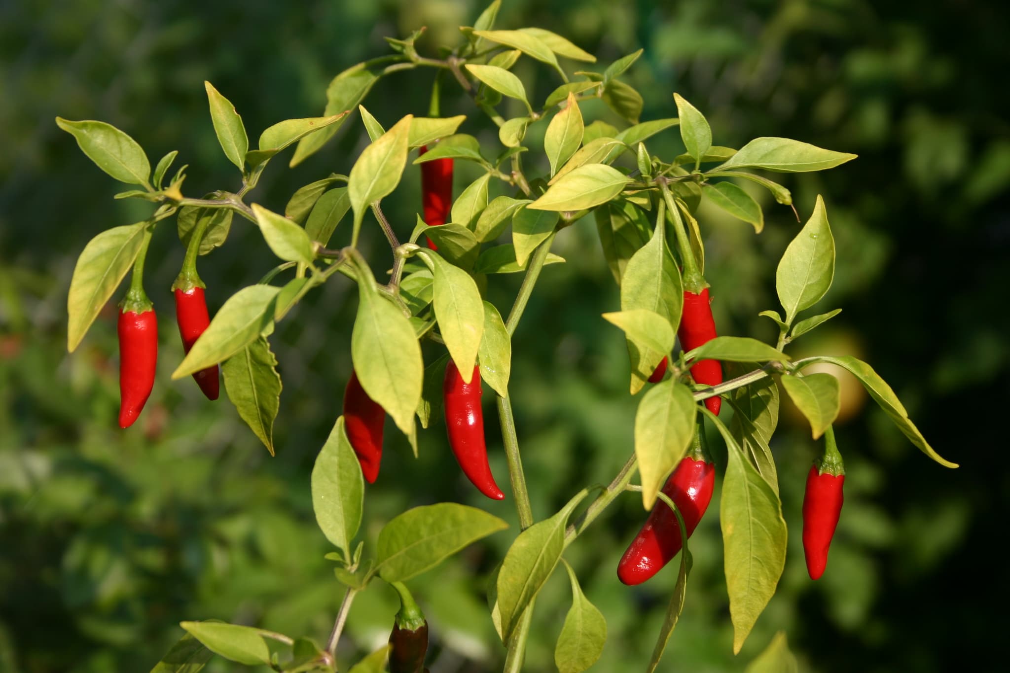 Top 10 Thai Fruits You Must Try in 2026
