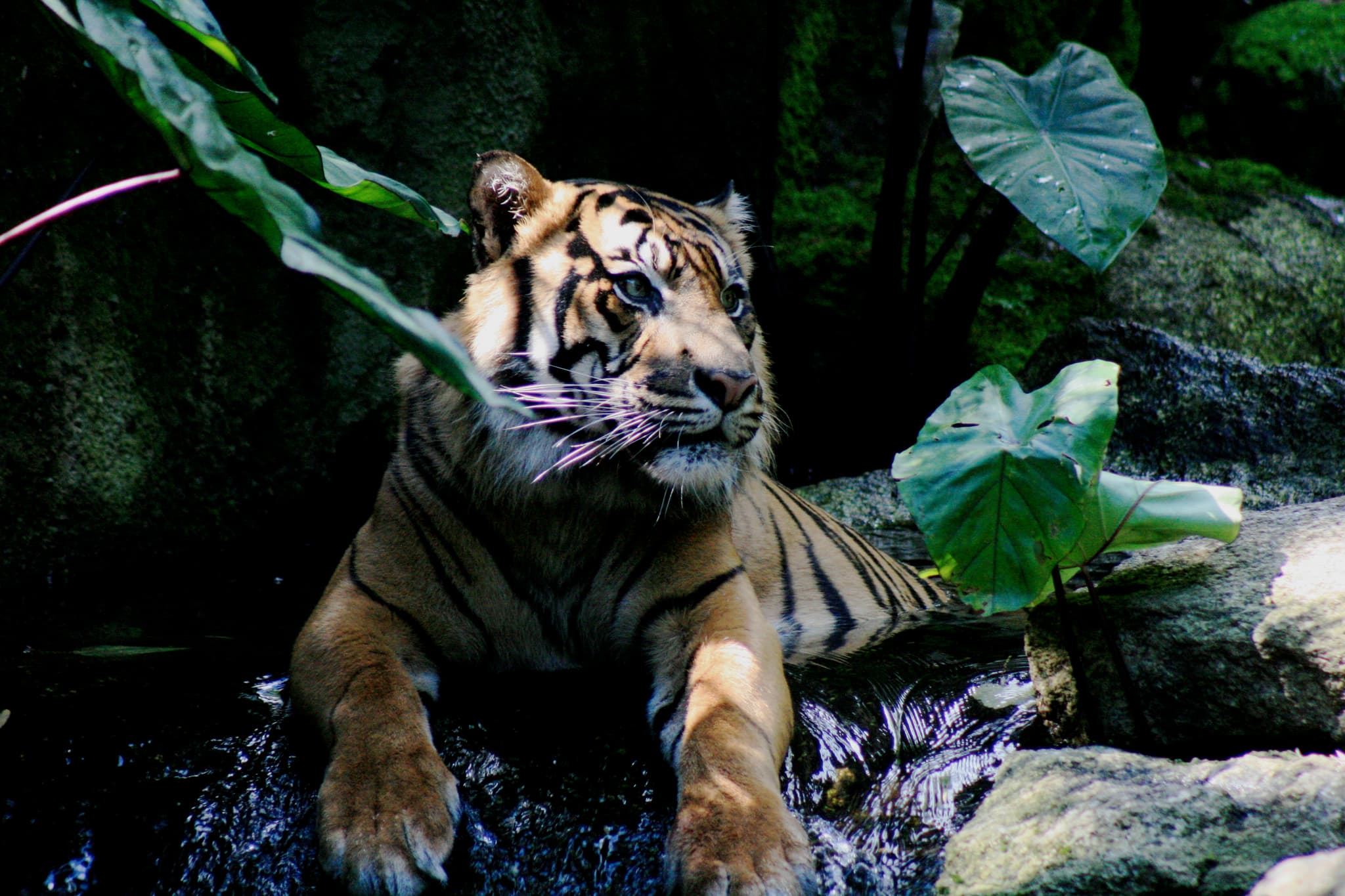 10 Iconic Indonesian Wildlife Encounters You Must See (Komodo, Orangutans, Raja Ampat)