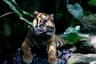 10 Iconic Indonesian Wildlife Encounters You Must See (Komodo, Orangutans, Raja Ampat)