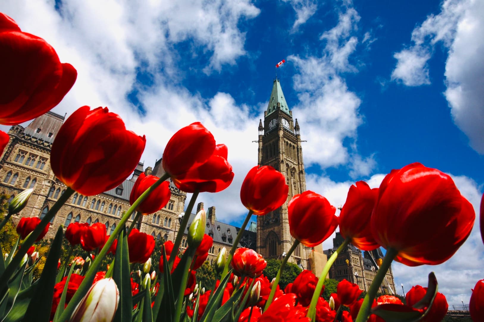 Top 10 Tulip & Flower Experiences in the Netherlands 2026 — Nature Top 10 List