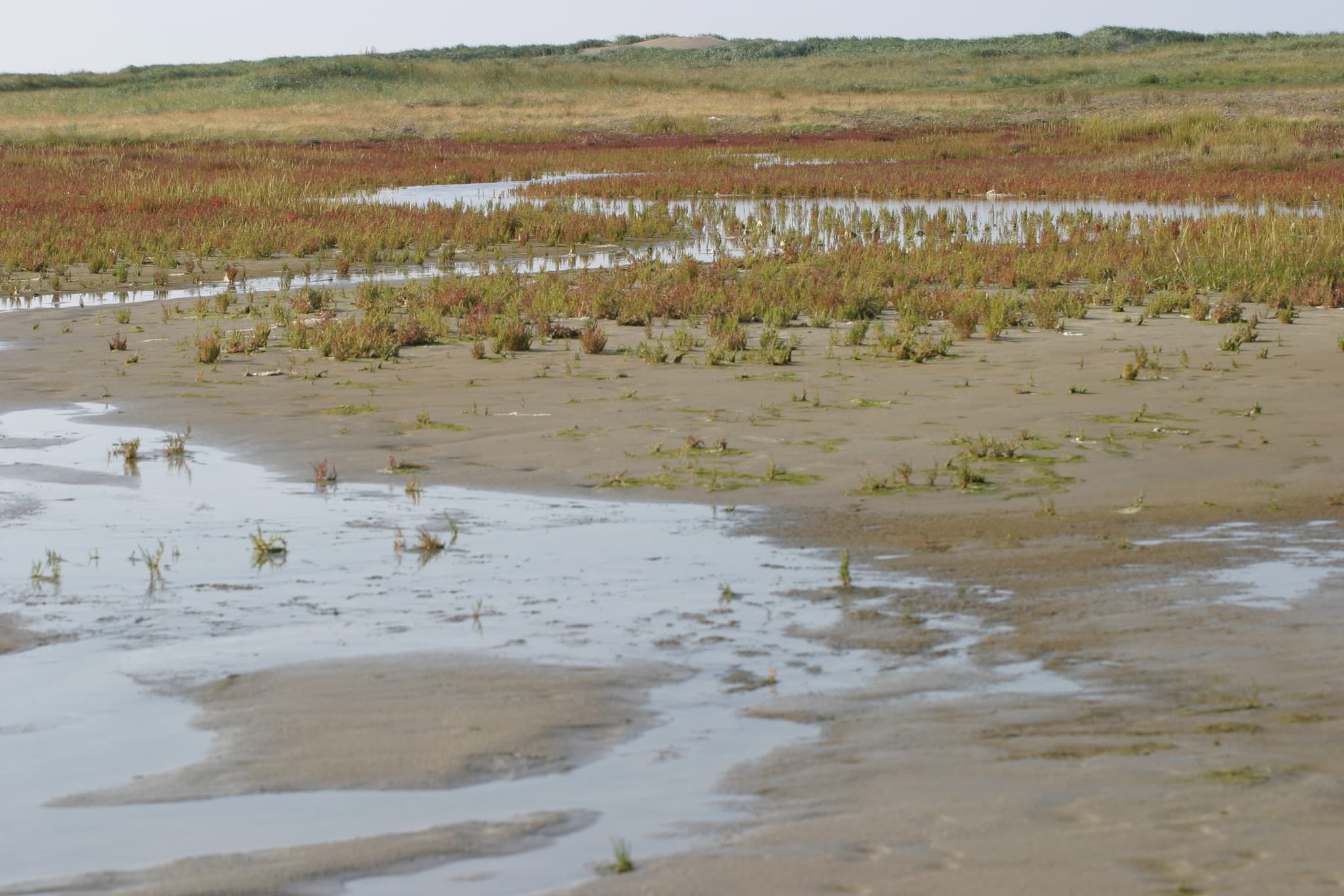 Top 10 Must-Visit Nature Reserves in the Netherlands for 2026